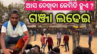 ଗାଁ ହାଟରେ କୁକୁଡ଼ା ଲଢେ଼ଇ || ଗଞ୍ଜା ଲଢେ଼ଇ || Ganja Ladhei || murga ladai || Cock Fight || NN Kishan