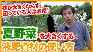 How to use liquid fertilizer to grow summer vegetables taught by Japanese farmers !