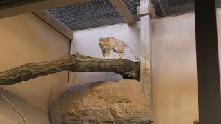 スナネコ,長崎バイオパーク,Sand cat,Nagasaki Bio Park,Japan