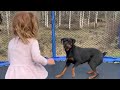 Watch: Toddler Jumps On Trampoline With Best Friend - An Excited Rottweiler