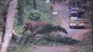 വഴി തടഞ്ഞ് കാട്ടാന