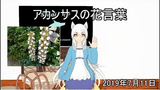 【日刊挨拶動画】2019年7月11日 アカンサスの花言葉