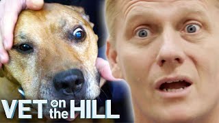 Vet Helps Homeless' Dogs With Heartbreaking Cases 😭💔 Bondi Vet Clips | Bondi Vet