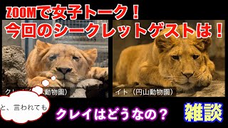 NO2 ZOOMで女子トーク！円山のイトととべのクレイのライオン日記　#円山動物園 #lion