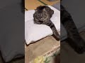 ソーちゃんの寝方のクセ　 shorts cat cute 猫 ねこ