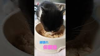 頑張れ保護猫！２匹の子猫を保護しました【保護猫】#ねこ#猫#子猫#cat #cats #shorts