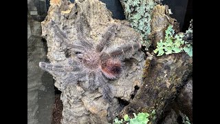 Avicularia variegata, Amazon Giant Pink Toe  rehouse and care