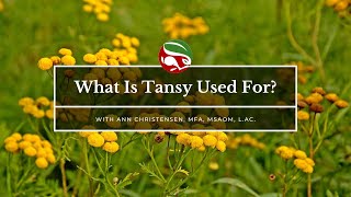 What Is Tansy Used For?