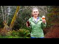 flora brewing grapefruit ipa review