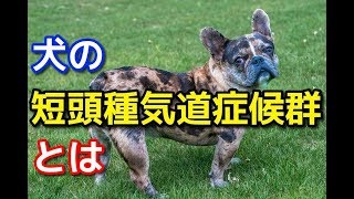 【愛犬のための知識】犬の短頭種気道症候群とは【犬を知る】