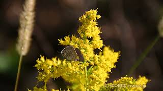 セイタカアワダチソウの花の蜜を吸うクロマダラソテツシジミ