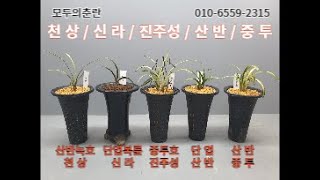 05.19 산반녹호 천상, 단엽복륜 신라, 중투호 진주성, 단엽 산반, 산반 중투