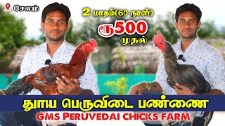 🐔தூய பெருவிடை கட்டு சேவல்கள் | FOR SALES 🐓 GMS PERUVEDAI CHICKS FARM SALEM  @GoldenFarmingg