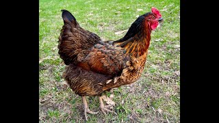 Breed Overview:  Black Sex Link Chickens | Black Star Chickens