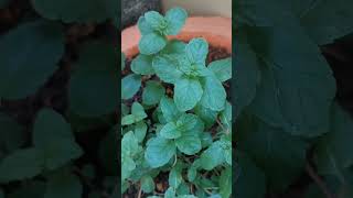 പുതിനായുടെ ഗുണങ്ങൾ (Benefits of mint )