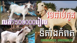 មេកូនទើបនឹងកើតបាន19ថ្ងៃពូជល្អស្អាត់ពូកែសុីលក់តំលៃ7លានកន្លះ ទីតាំងកំពត.