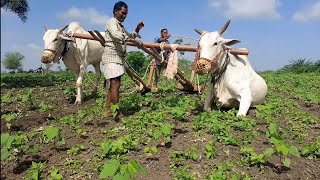 How we work with oxen | ploughing field cotton farming with Bulls | ox videos | ploughing videos