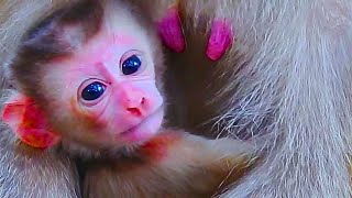 The most lovely newborn baby monkey, Lily, Look at monkey Rainbow so happy when she has her sister.