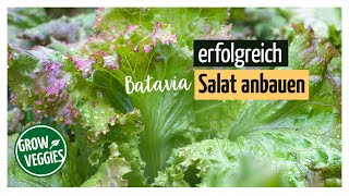 Salat erfolgreich anbauen | Batavia | Gemüseanbau im Garten @gartengemuesekiosk