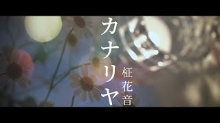 カナリヤ covered by 柾花音【歌ってみた】