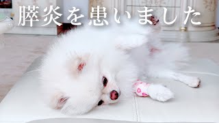 メイル 膵炎になってしまいました/犬 膵炎/犬の病気/原因/治療/治療にかかった費用