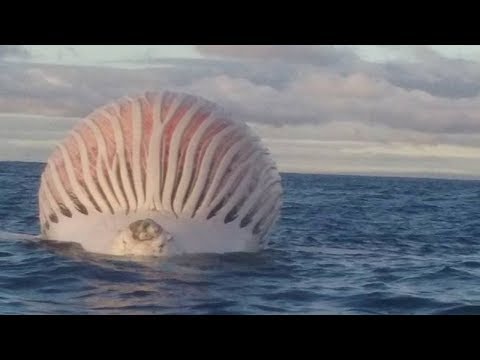 STRANGEST Things Found In The Ocean! STRANGEST Things Found In The Ocean!
