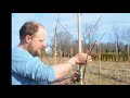 pruning care for a small red maple tree