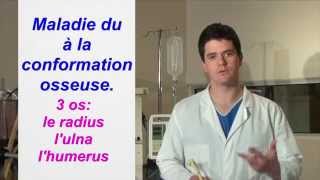 Dysplasie du coude chez le chien - Conseil de vétérinaire spécialiste