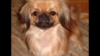 How To Potty Train A Pekingese Puppy - Pekingese House Training - Housebreaking Pekingese Puppies