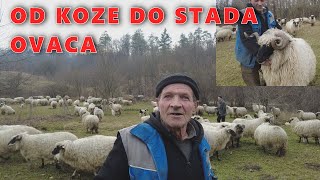 OD KOZE DO STADA OVACA, ovna nisam dao ni za ..