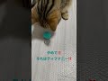 ティファニーを転がす猫😭