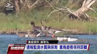 中國保育鳥類白額雁 渡冬迷路現蹤台灣 20201028 公視晚間新聞