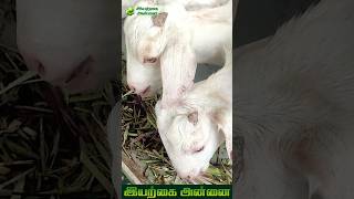 அதிக எடை வரும் | தலச்சேரி ஆடு | Iyarkai Annai #shorts