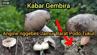 Jangan Lewatkan Angine Nggebes Jamur Barat Podo Tukul | Berburu Jamur Liar Eps #180