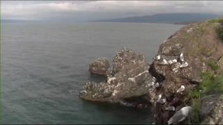 Cliff-Nesting Seabirds of Gull Island