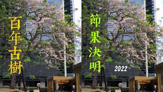 2022-5-5 璀燦的夏花 百年古樹 節果決明 HK中環美利酒店旁有棵「節果決明」，城市中的一道風景，本地稀有品種，全港僅存寥寥數棵，珍惜每一次的花開與花落！