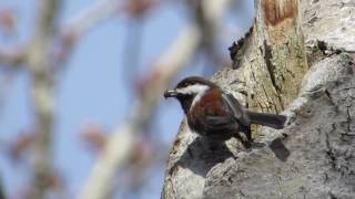 Chestnut-backed Chickadee excavating nest hole