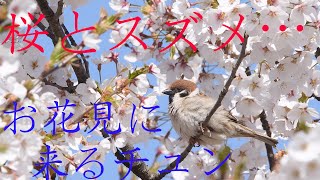 【桜と雀】お花見に来るスズメ達…