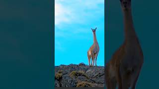 lama is afraid of the lion😲🤭🦁#shorts #youtube #animals # lion #beautiful