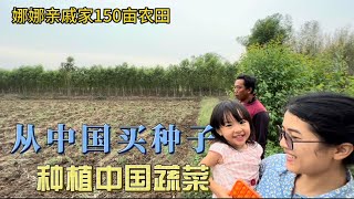 泰国媳妇亲戚家150亩农田，合作种植中国蔬菜