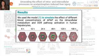 Unraveling the effect of intra- and intercellular processes on acetaminophen-induced liver injury