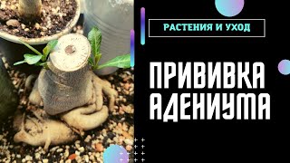 АДЕНИУМ прививки февраля 2023 НОВЫЕ СОРТА в коллекцию #адениум #adenium