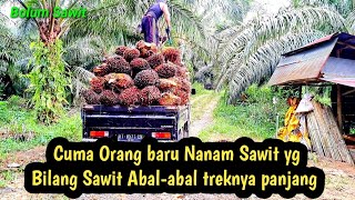 Cuma Orang Baru Nanam Sawit yg bilang Sawit Abal-abal treknya panjang