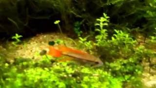 Kribensis and cackatoo cichlids