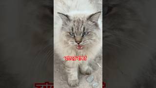 এটার হুংকার আর শরীর দেখে মনে হবে সাদা বাঘ Tiger #cute #tiger #saudiarabia #প্রবাসী #foryou #vlog