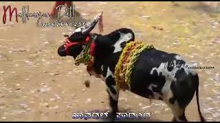 #hori #habba hangal saranga akhada full chital patal😈