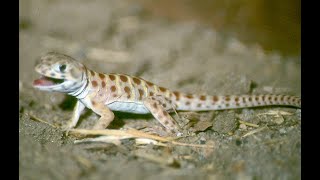 Efforts to protect the endangered blunt-nosed leopard lizard