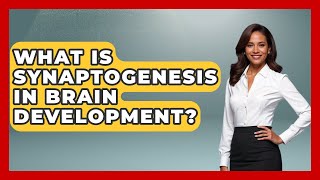 What Is Synaptogenesis In Brain Development? - Brain Development Hub