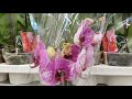 ШИКАРНЫЕ орхидеи КАСТОРАМА бабочка пелор биг лип orchids orchid Орхидея ОРЕНБУРГ Обзор ОРХИДЕЙ