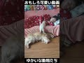 おもしろ可愛い猫と犬　ゆかいな動物たち　funny u0026 cute cats dogs and animals　 shorts